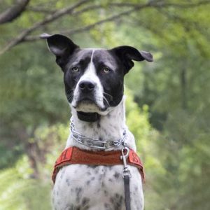 Buck, one of our rescue dogs wearing a red harness